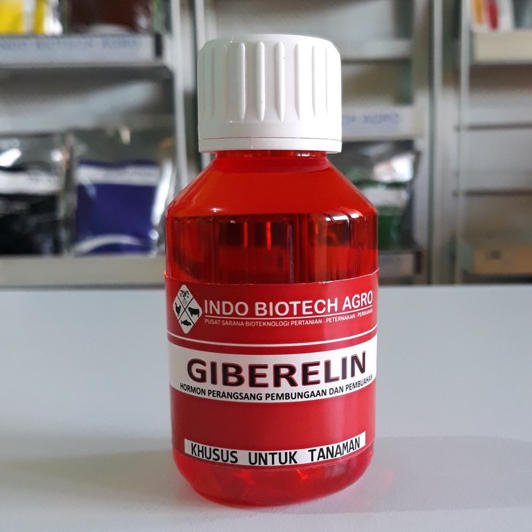 Giberelin