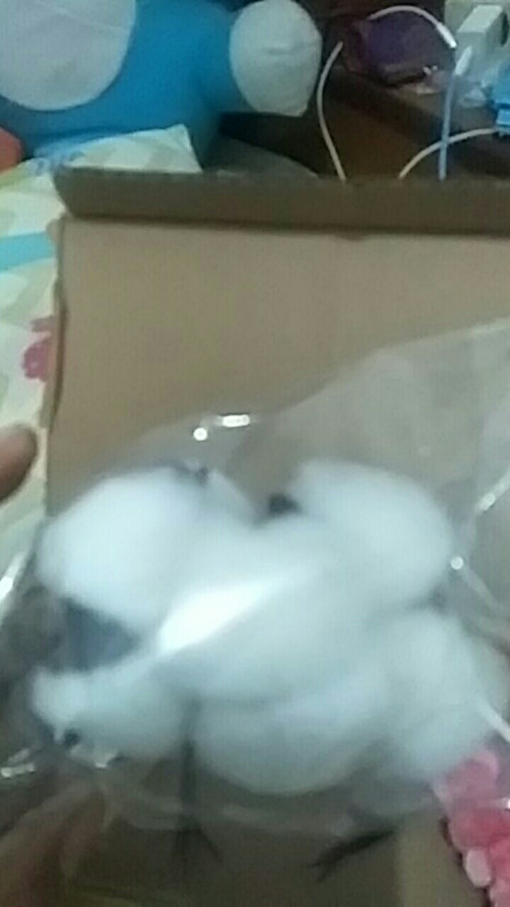 Dried Cotton Bunga Kapuk Bunga Kapas Kering