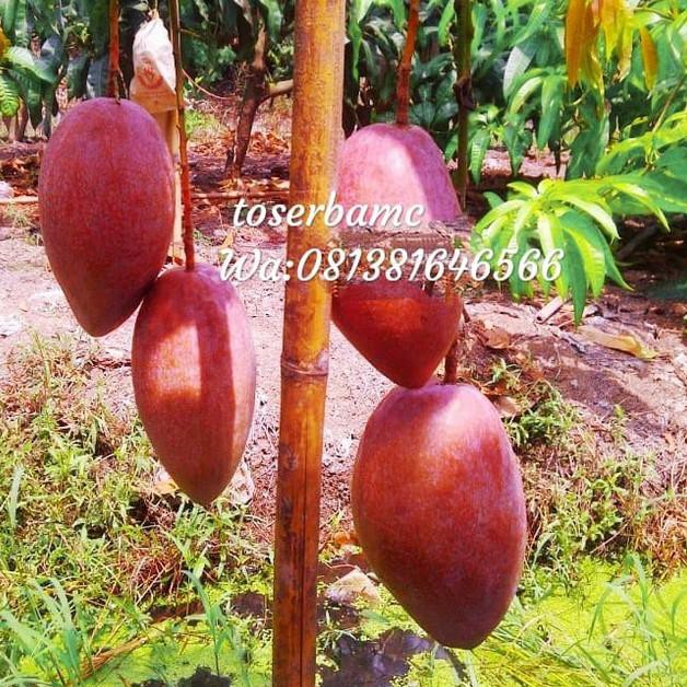 ✧ entres mangga yuwen#6 (seri 6) ✹