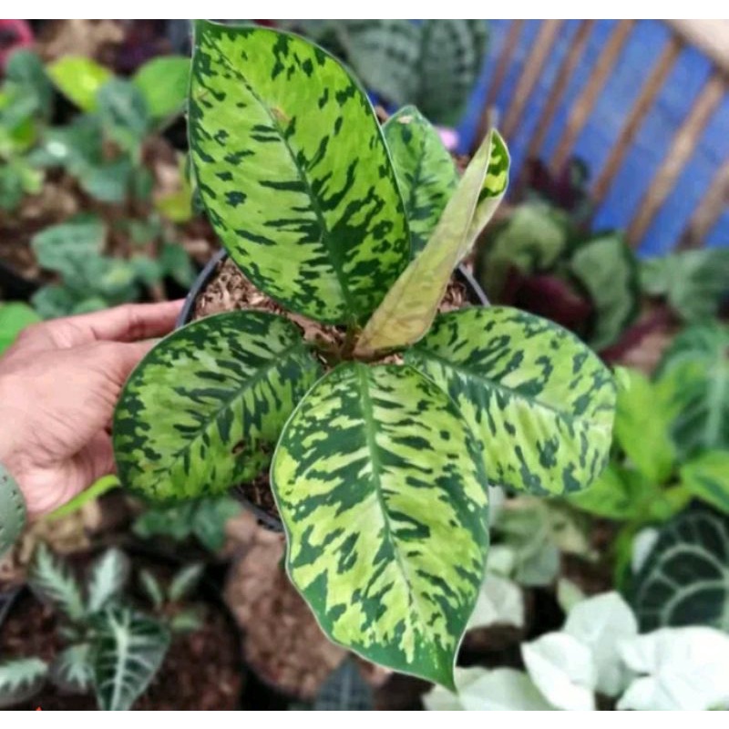 Tanaman hias aglonema karet aglonema tricolour
