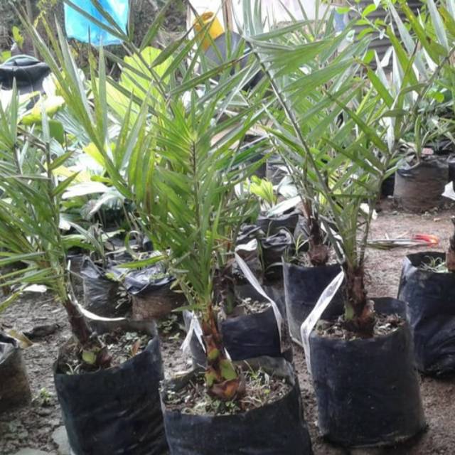 Bibit Kurma H1 Merah Umur 10 Bulan - Kurma Tropis Asli Thailand