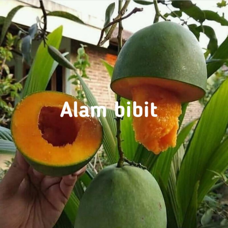 BIBIT MANGGA ALPUKAT SUPER (COCOK DI TANAM POT)