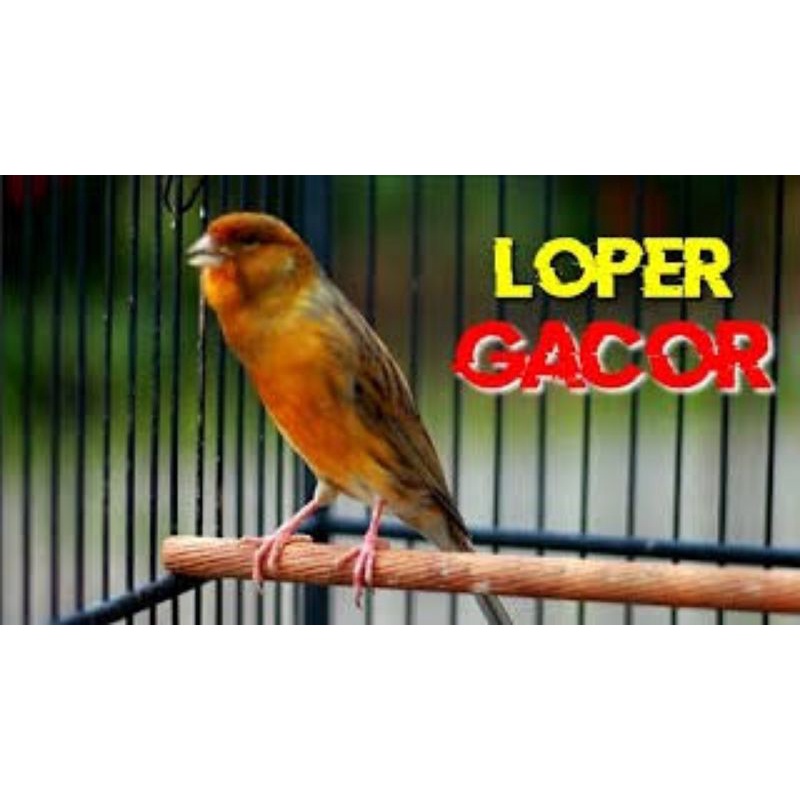 KENARI LOPER GACORAN FULL (HIDUP)