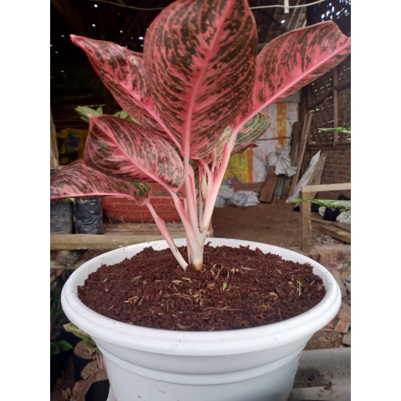 aglonema reanita indukan