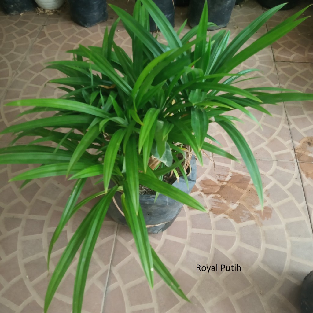 TANAMAN PANDAN WANGI / DAUN PANDAN WANGI