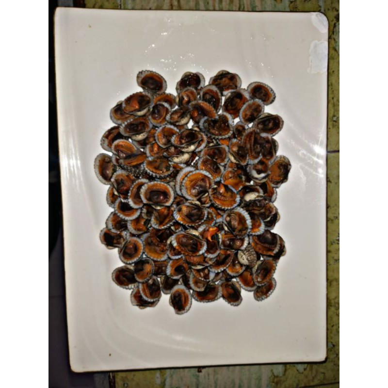 

kerang dara rebus (frozen)