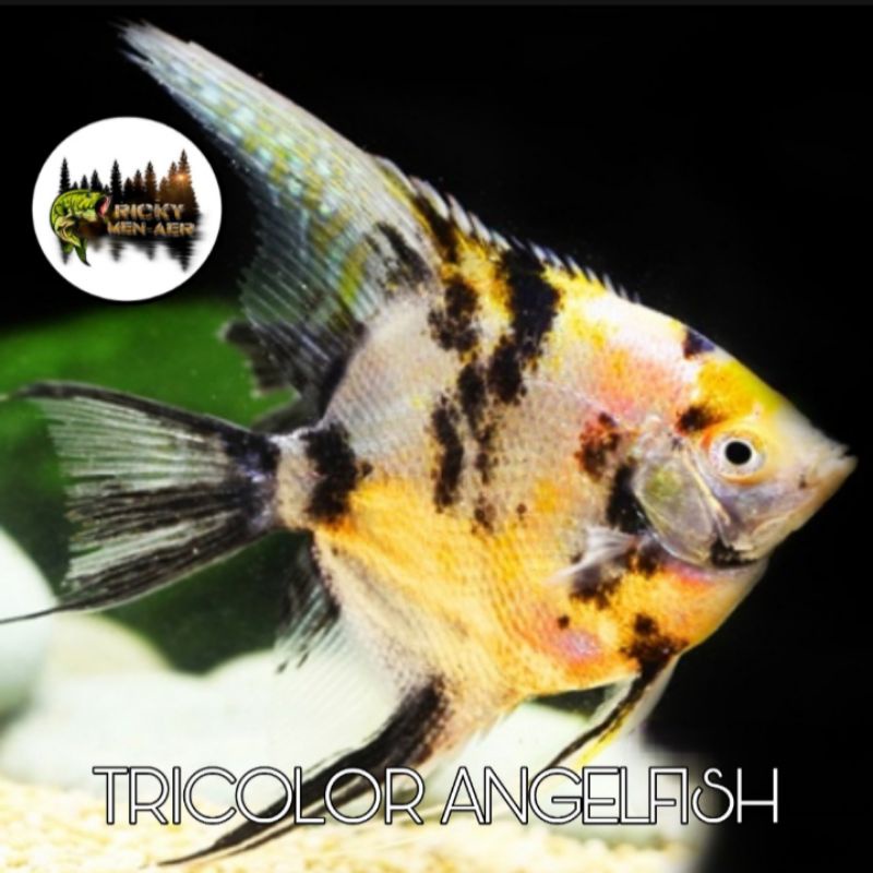 

IKAN MANFISH TRI COLOUR