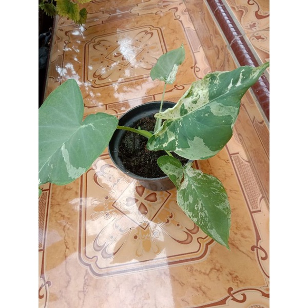 xanthosoma sagittifolium