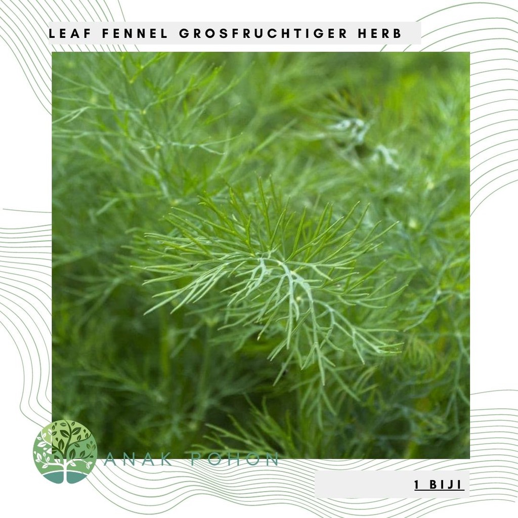 Benih Bibit Biji - Leaf Fennel Grosfruchtiger Herb Seeds - IMPORT