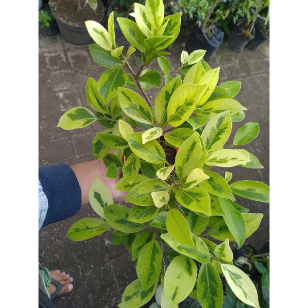 Bahan Bonsai Kimeng Varigata