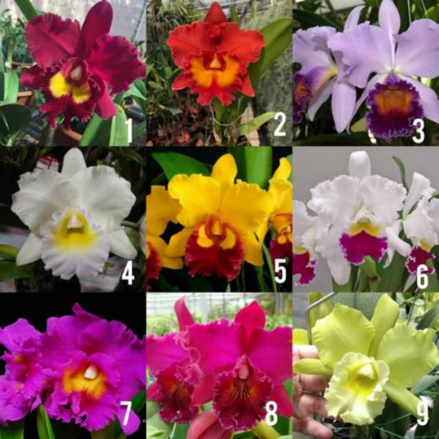 Anggrek Cattleya remaja paket