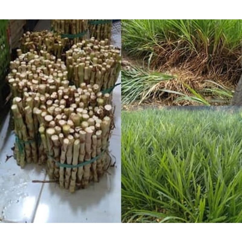 bibit stek rumput odot per kilo