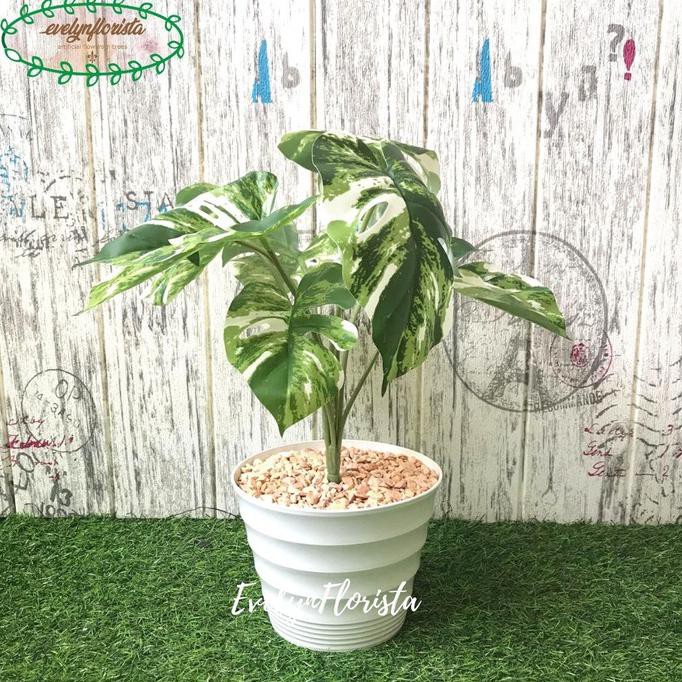 Pohon Artificial Palsu Daun Monstera Variegata Pot Ulir Plastik Cantik