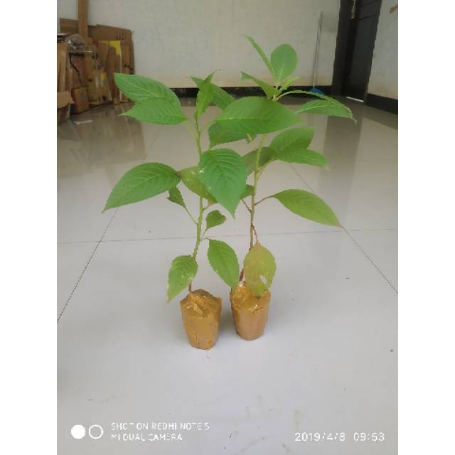 Bibit ginseng merah Korea