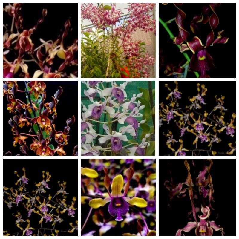 dendro melintir dewasaan