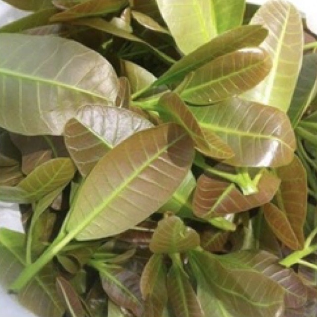 

DAUN JAMBU METE FRESH 200gr