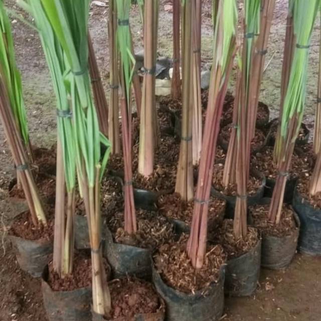 Sereh merah - sereh merah wangi