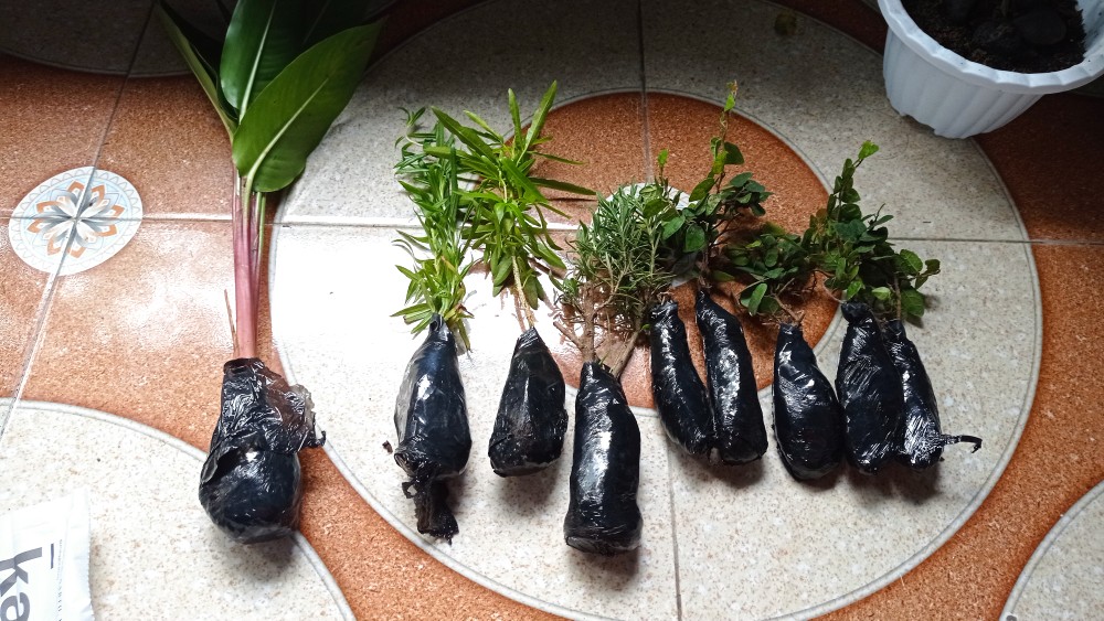 Tanaman Bunga Lavender Tanaman Pengusir Nyamuk