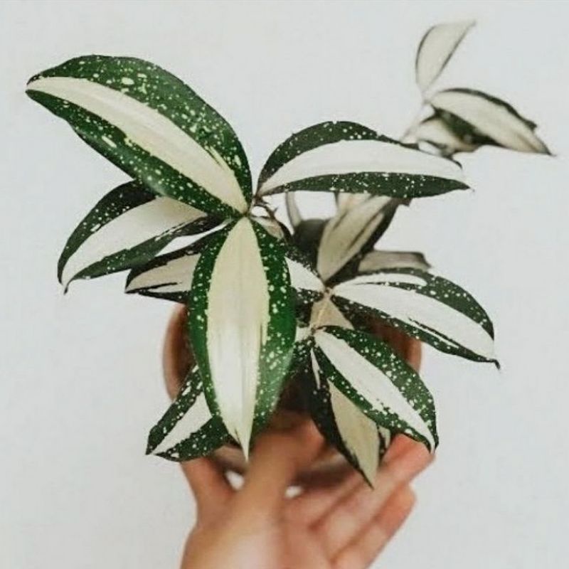 tanaman hias dracena milky - dracena milki bambu dracena