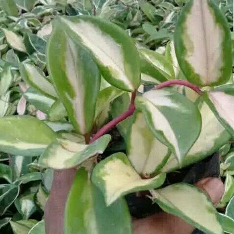 Paket 3 Tanaman hias hoya varigata - tanaman pot gantung