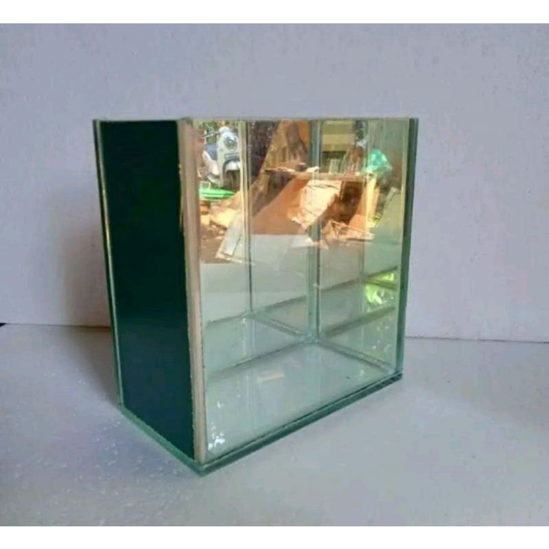 Soliter ikan cupang soliter selfie 3 cermin