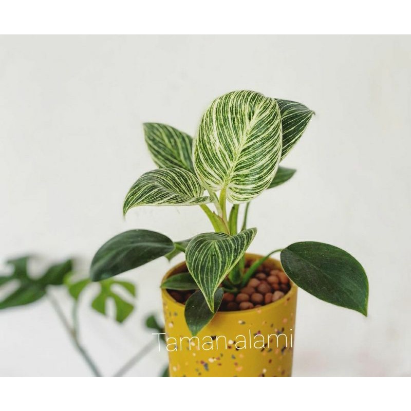 Philodendron birkin variegata - tanaman philodendron birkin