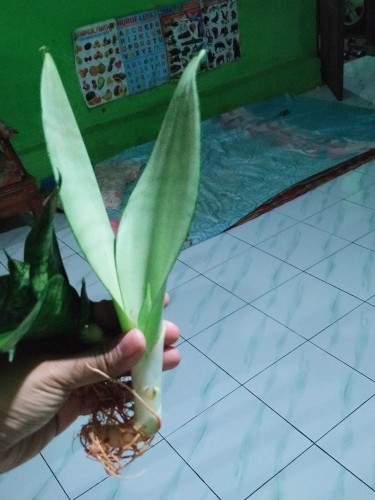 Sanseviera Moon Shine Lidah Mertua Mousen Tanaman Indoor - Nabata
