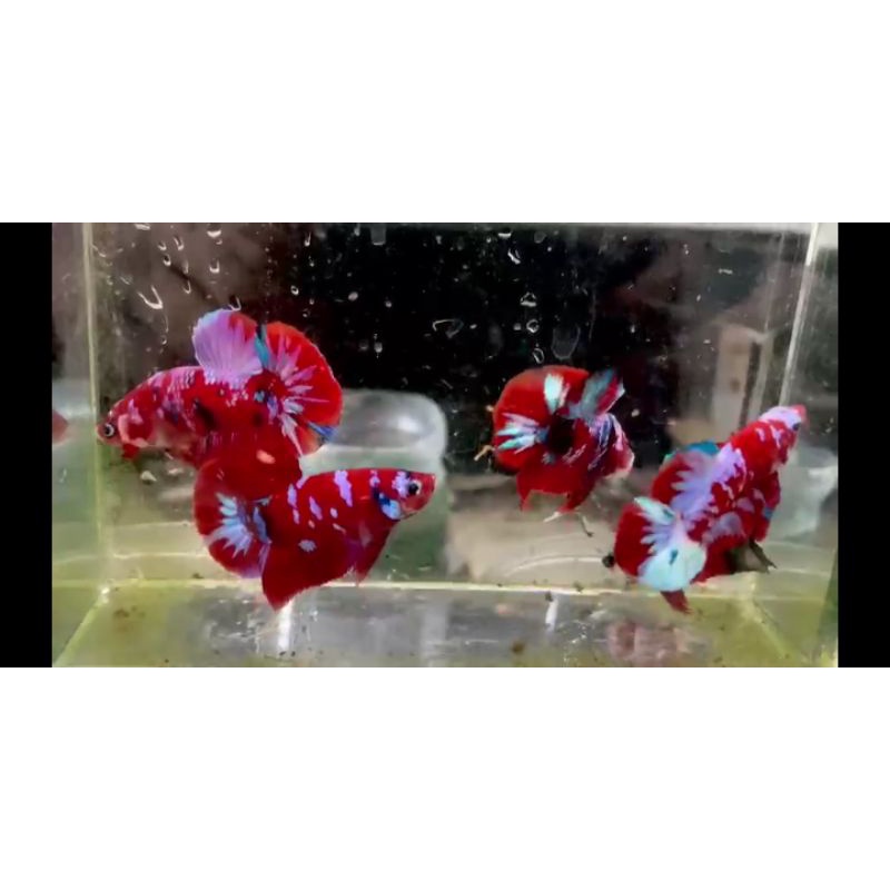 ikan cupang red koi galaxy male indukan 4bulan fullblock