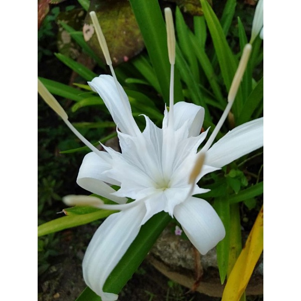 rain lily / amarlis rain lily putih