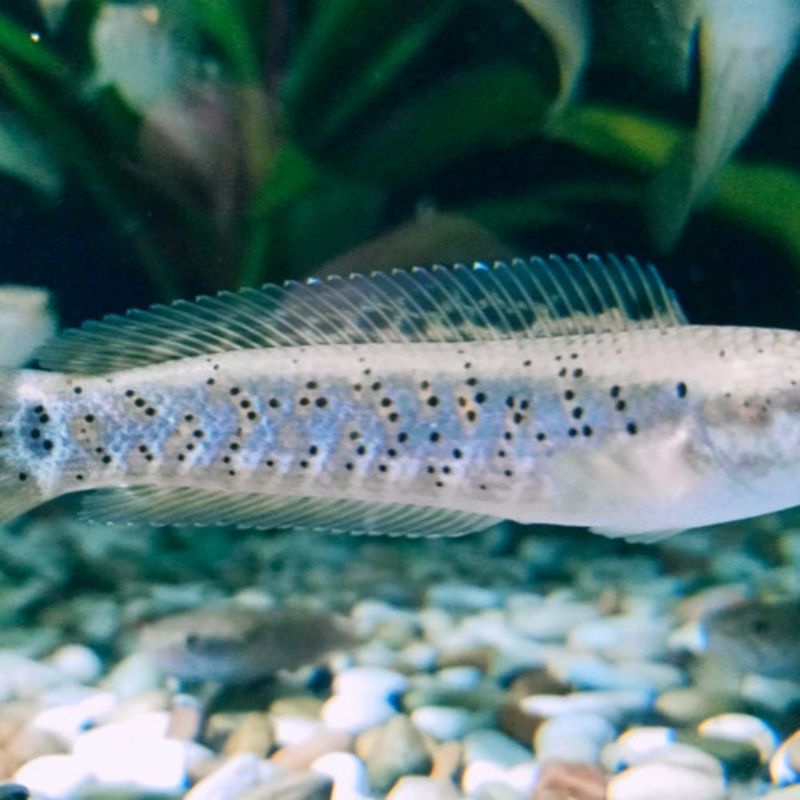 Ikan cana blue pulcra