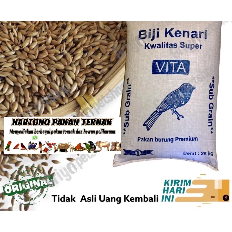 Biji Kenari / Canary Seed 1kg pakan burung kenari seed merk vita