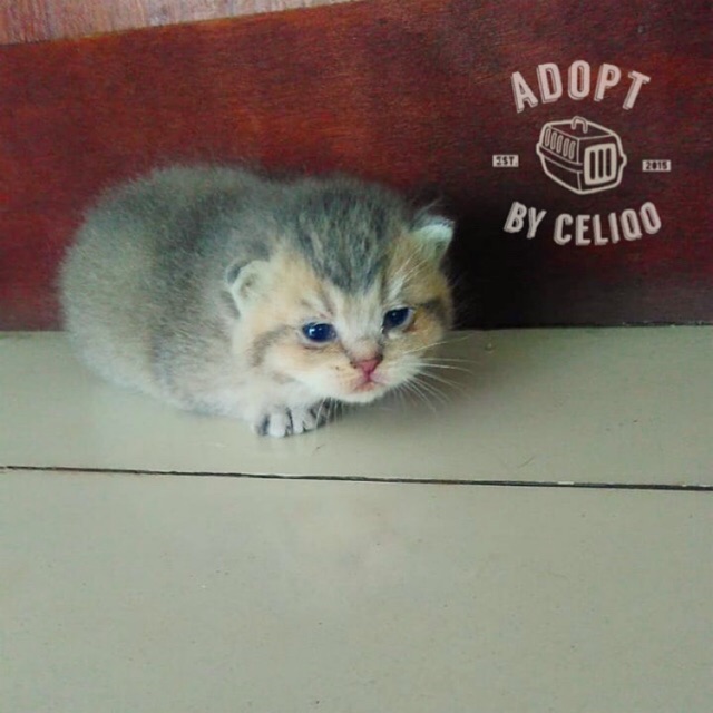 open booking british shorthair (BSH) blue golden  Shopee Indonesia