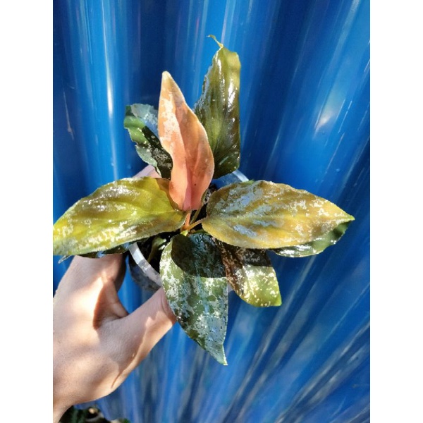 Homalomena red metalic