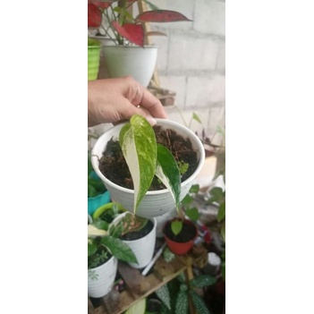 monstera epipremnum pinatum  varigata putih