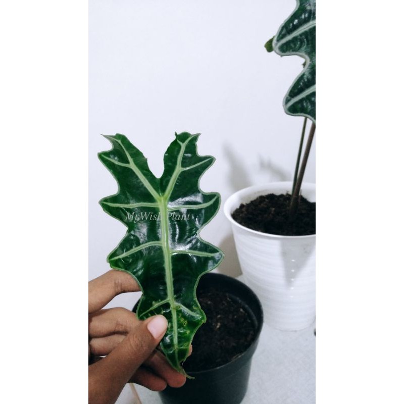 Alocasia Nobilis