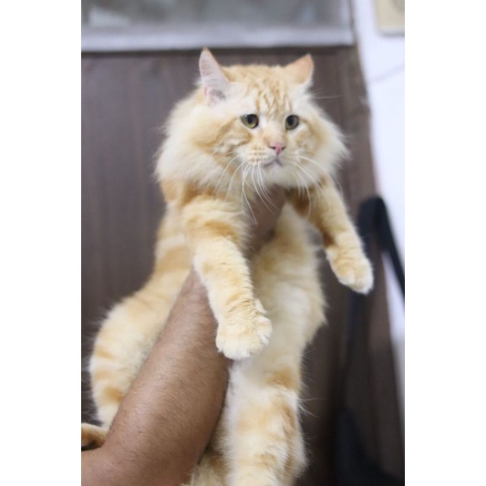 kucing mainecoon jantan booking kak Dewi jakut