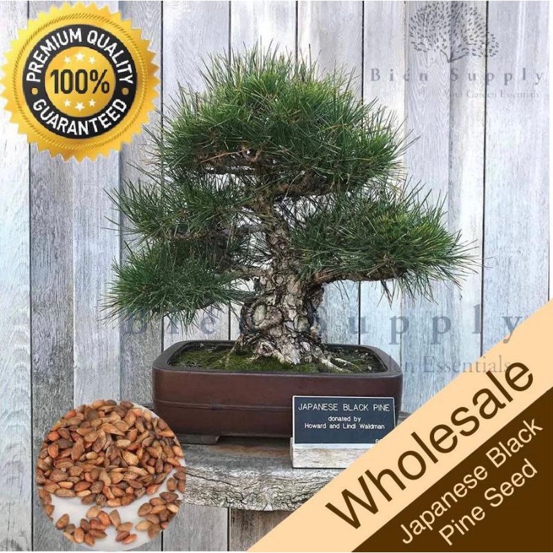Biji Japanese Black Pine Premium Quality 100% GROW