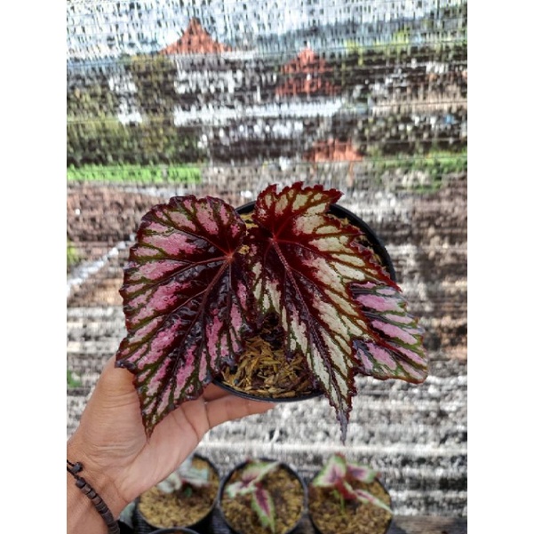 Tanaman Hias Begonia Rex Black/Tanaman Hias Begonia Rex Hitam