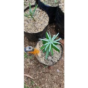 lohansung blue ice ori