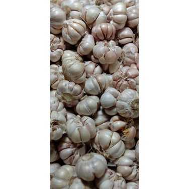 

bawang putih besar kualitas super 500gr