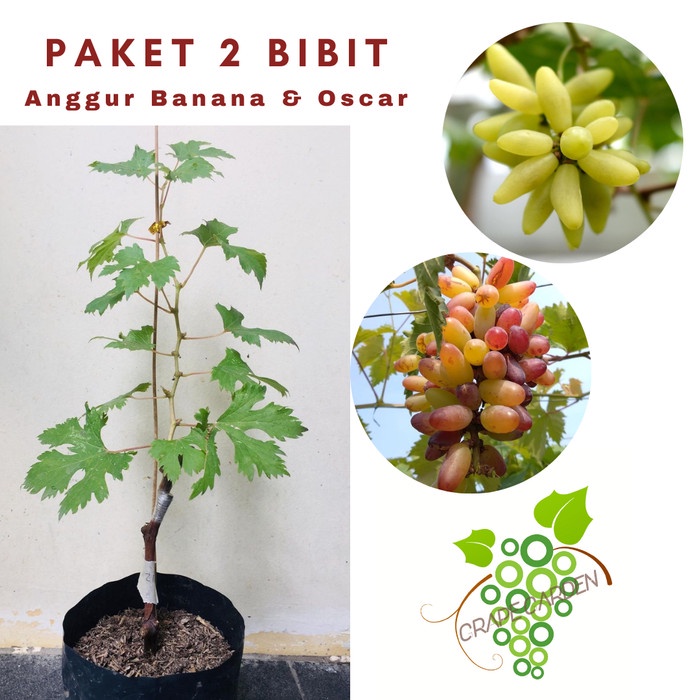 Paket 2 Bibit Anggur Banana & Oscar Import Grafting