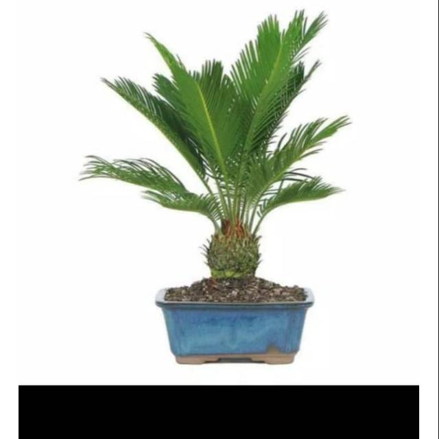 Tanaman hias pakis serit [sikas]