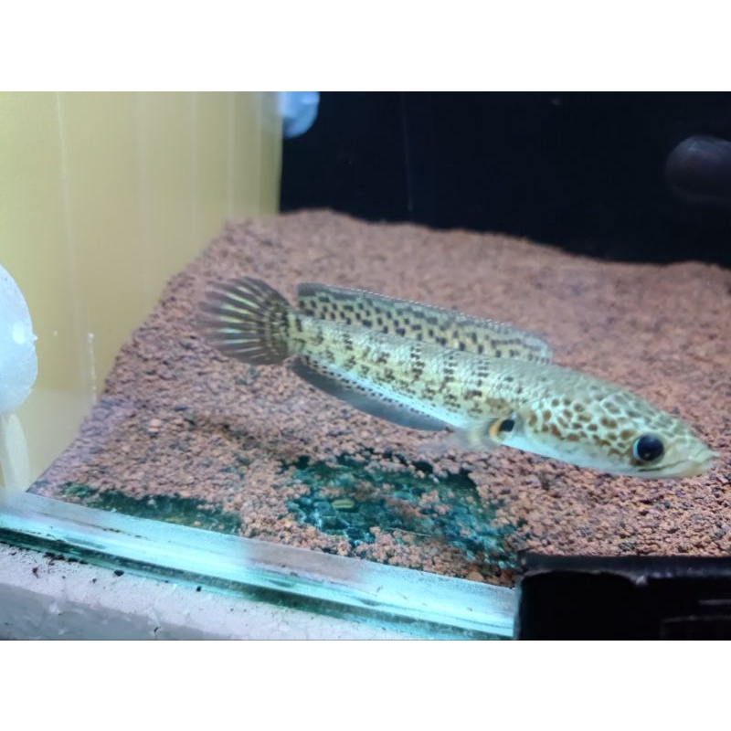 Channa auranti maculata size 5-28