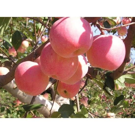 Bibit tanaman buah apel pink honey okulasi siap berbuah