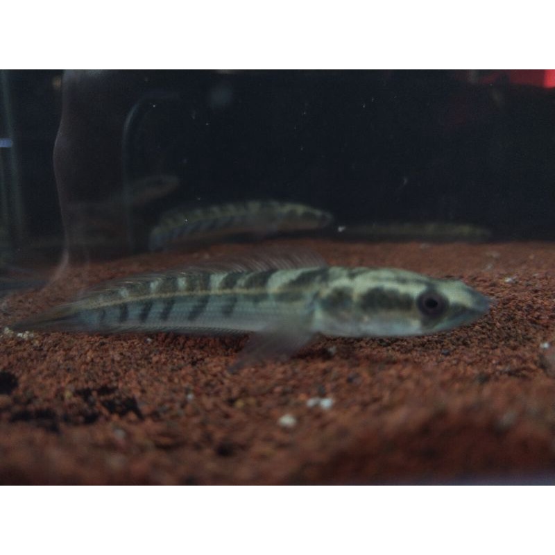 Maru yellow sentarum mata merah 12-13cm