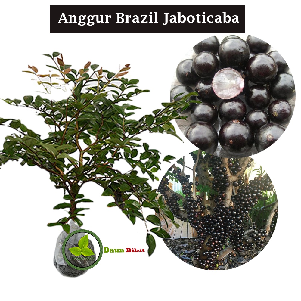 Bibit Anggur Brazil Jaboticaba Okulasi Super