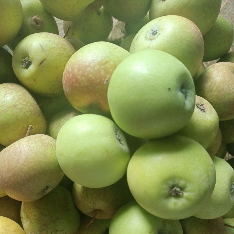 buah Apel Termurah manalagi/apel malang fress 1kg (18-22buah)