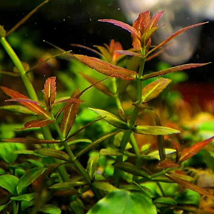 Limnophila Mini var Aquarimba ( Tanaman Aquascape )