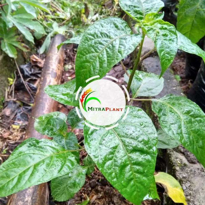 Bibit Pohon Cabai Rawit Pelangi - Tanaman Hias Buah Cabe Pelangi Unik
