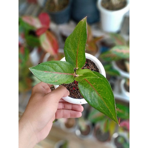 Aglaonema Betty bob